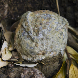 A bombie cluster munition on a farm in Khammouane Province, Laos. ©2010/Jerry Redfern