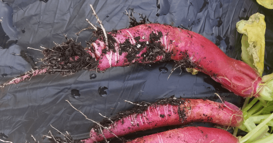 long beach red radish