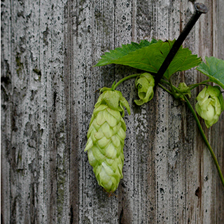 Hop flower