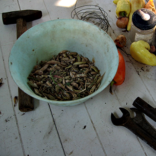 Cleaning radish seeds