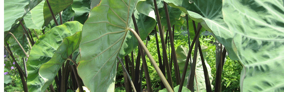 purple-stemmed-colocasia