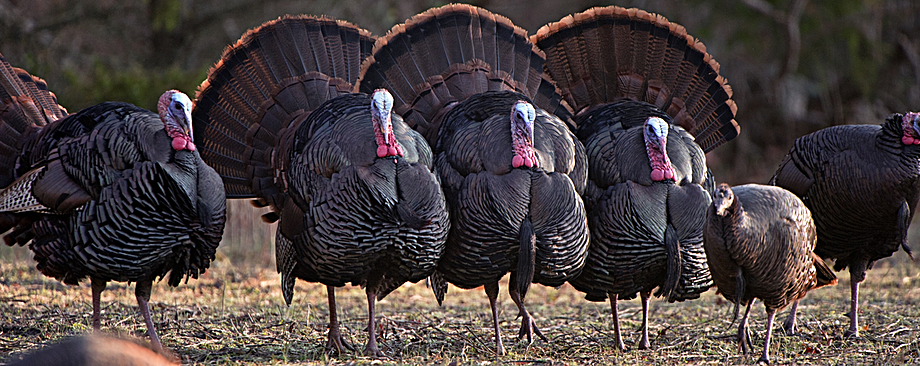 turkey-hunt-banner