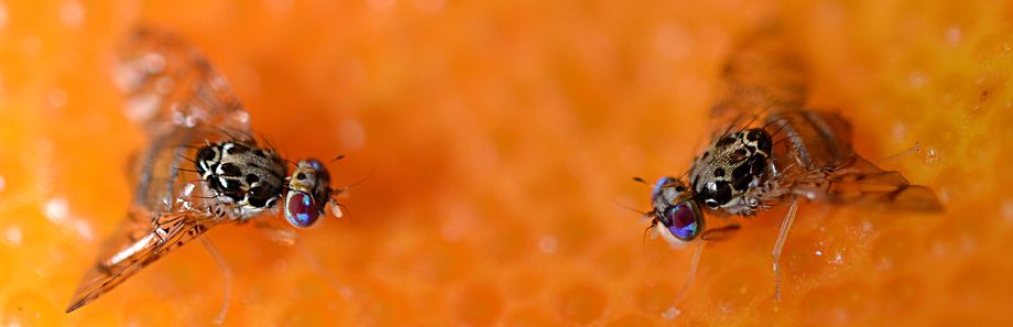 plant-pest-banner