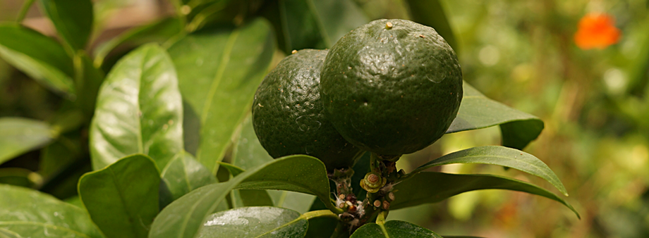 algerian mandarin