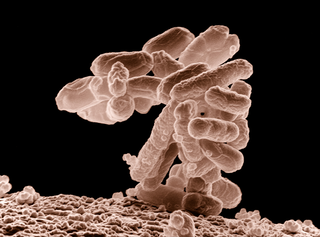 microscopic image of e-coli