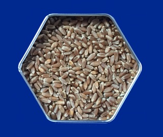 Turkey red wheat seeds