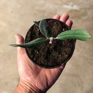 Olive seedling possibly resistant to xylella