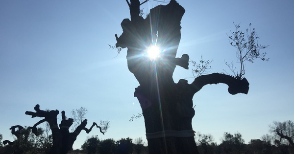 Sun shining through dead olive tree