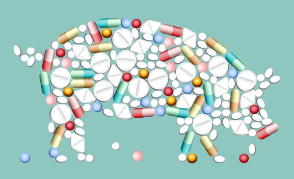 Pig picture made up of antibiotic pills