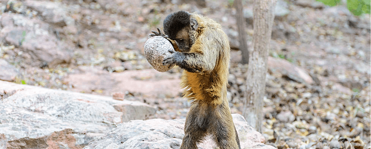 Young male capuchin money using a large rock to open palm nuts