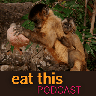 Cover artwork of female capuchin and young infant. She is holding a rock to crack nuts.