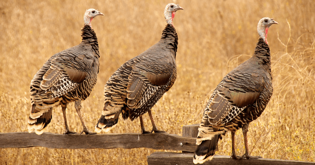 Three wild turkeys on a fence rail