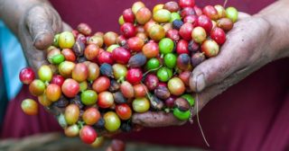 Ripe coffee beans in farmer's hands