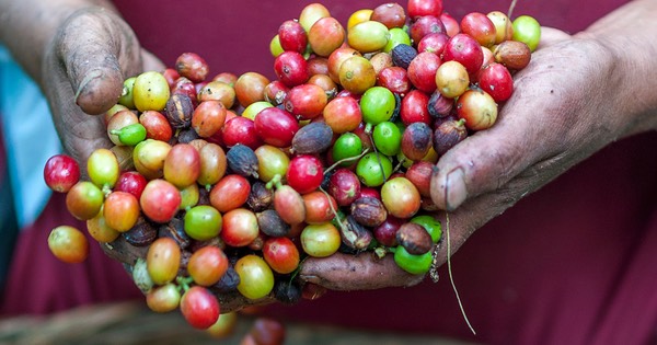 Ripe coffee beans in farmer's hnads