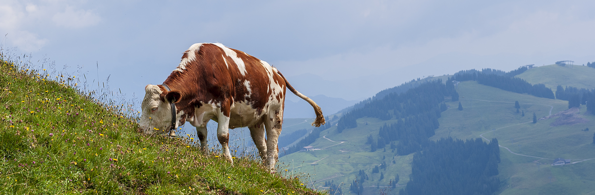 Cow on a steep mountain slope