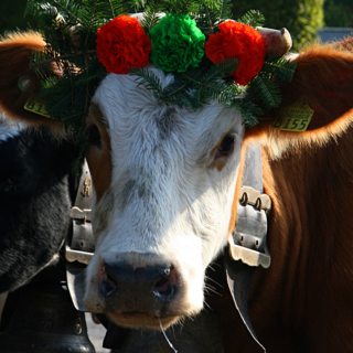 Cow decorated with flowers