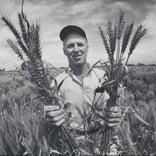 Norman Borlaug with semi-dwarf wheat