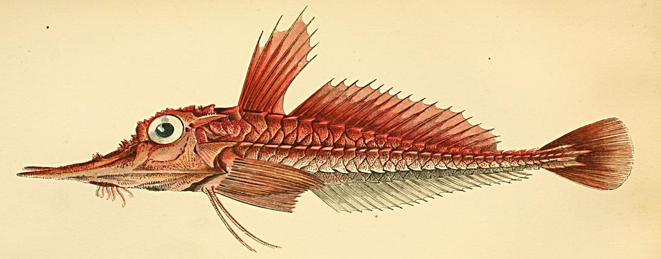 Illustration of armoured gurnard