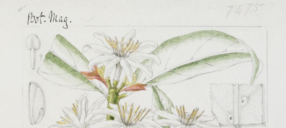 Watercolour of Coffea stenophylla prepared for Curtis's Botanical Magazine 1896