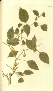 Original illustration of Capsicum chinense