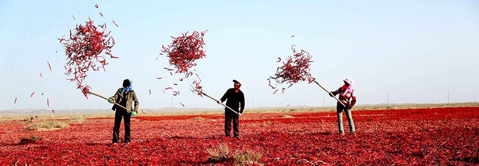 Three farmers drying chilli peppers in Gansu Province, China