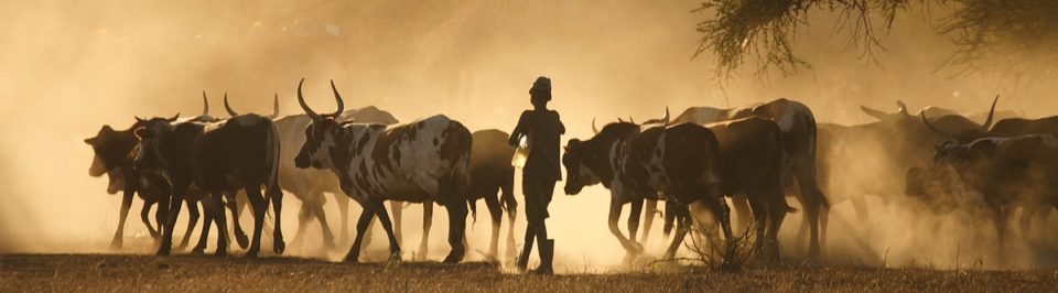 A boy herds cattle home at dusk in Mozambique