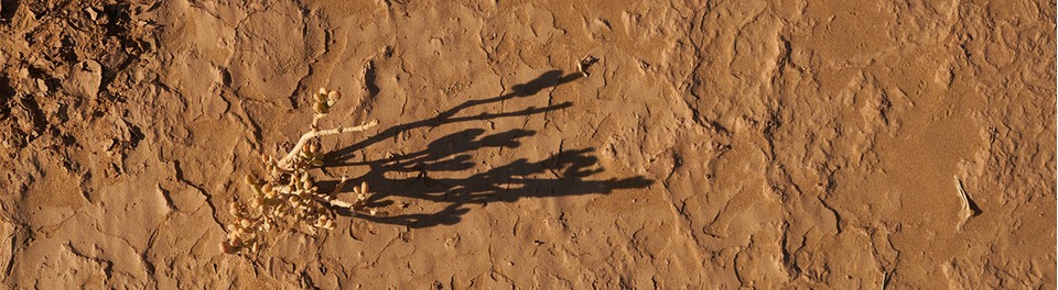 A plant and its shadow seen against dry soil
