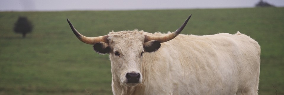 A White Park cow maintaining a Site of Special Scientific Interest on Salisbury plain in England