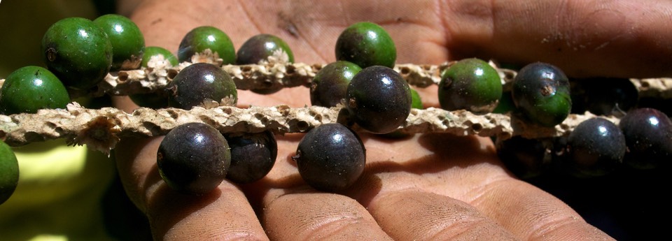 A string of açai berries on a person's outstretched hand