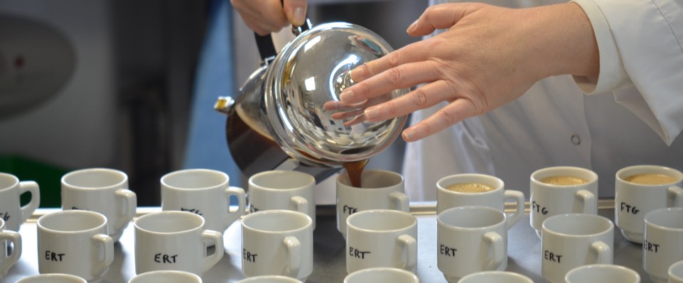 Pouring sample cups of coffee for expert tasters