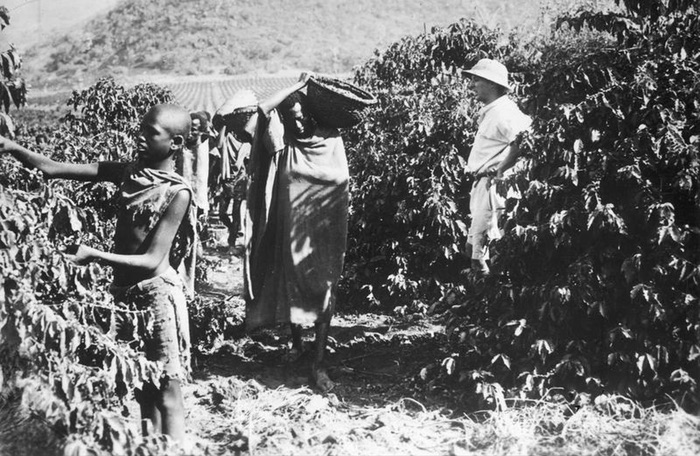 Archive photo of an Italian overseer and Ethiopian workers on a coffee plantation