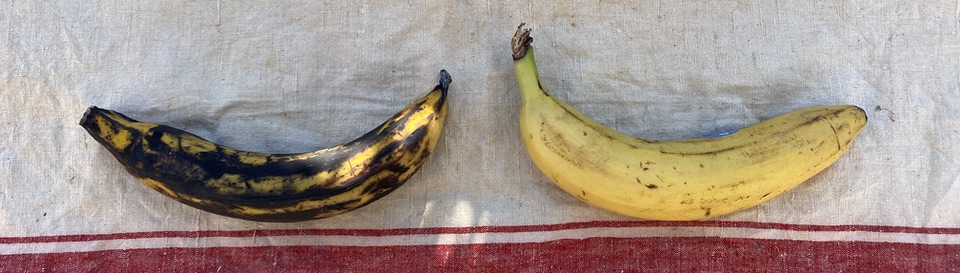 Two bananas, one of which is called a plantain