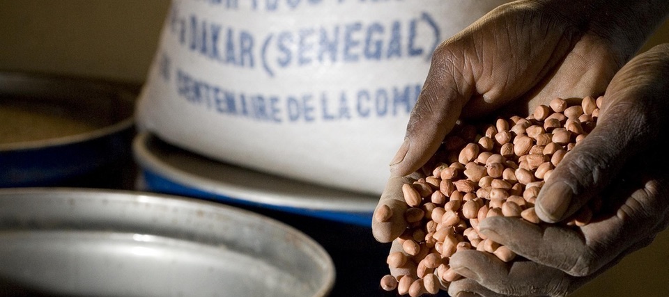 A pair of hands hold red-skinned peanuts. In the background is a white bag marked Senegal