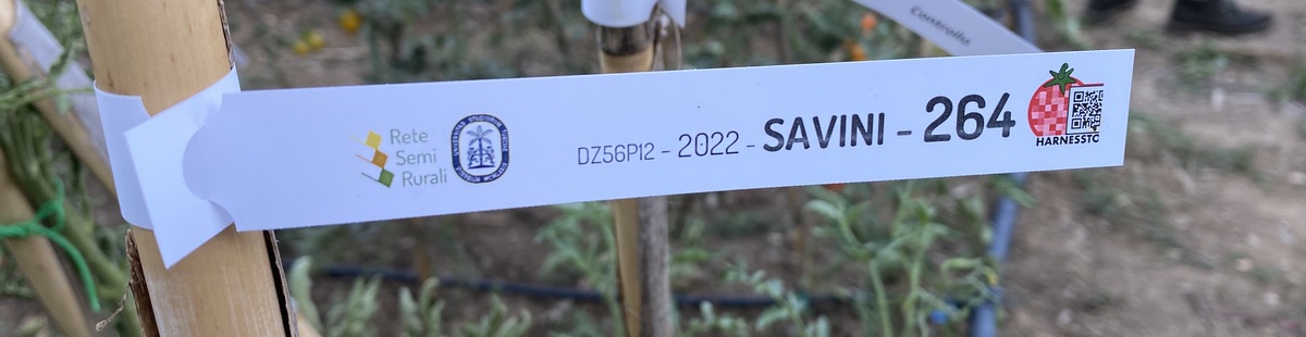 Label attached to tomato plant