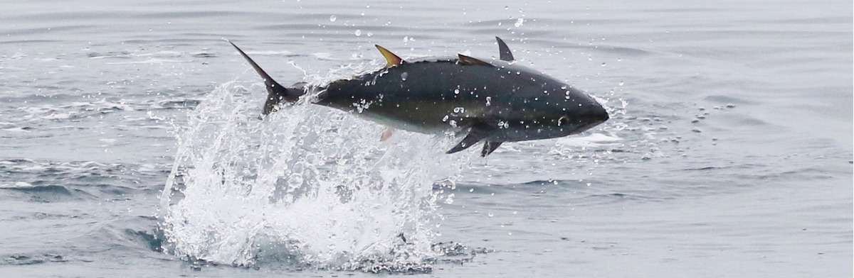 A bluefin tuna leaps clear of the water off the coast of California