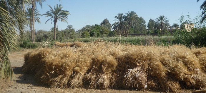 Sheaves of harvested wheat in the foreground with a row of date palms behind