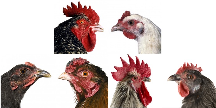 Profile portraits of six different chickens that contribute to the cosmopolitan chicken project