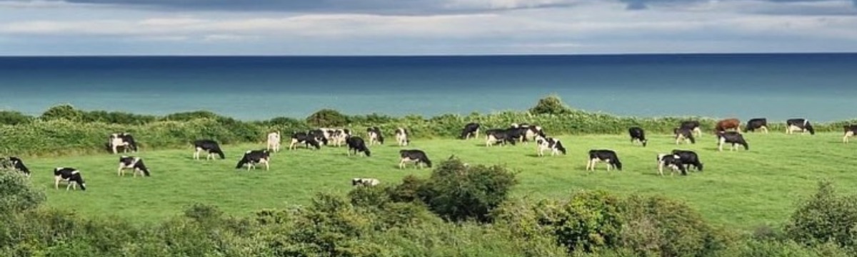 Black and white Holstein cross dairy cows grazing on green pasture with the blue sea in the background