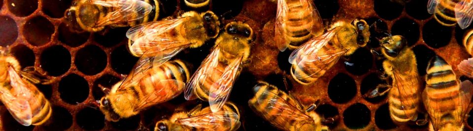Close up of several bees clustered on a comb