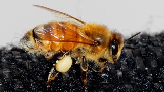 A single bee seen in profile, dusted in pollen and wioth full pollen bag on her hind leg