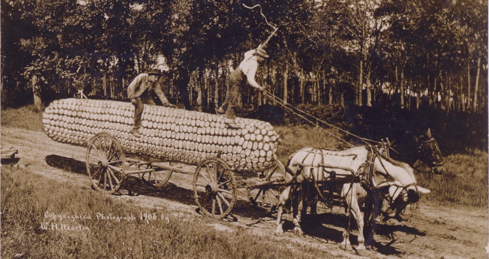 A joke postcard of two mean moving a giant ear of corn on a horse-drawn wagon
