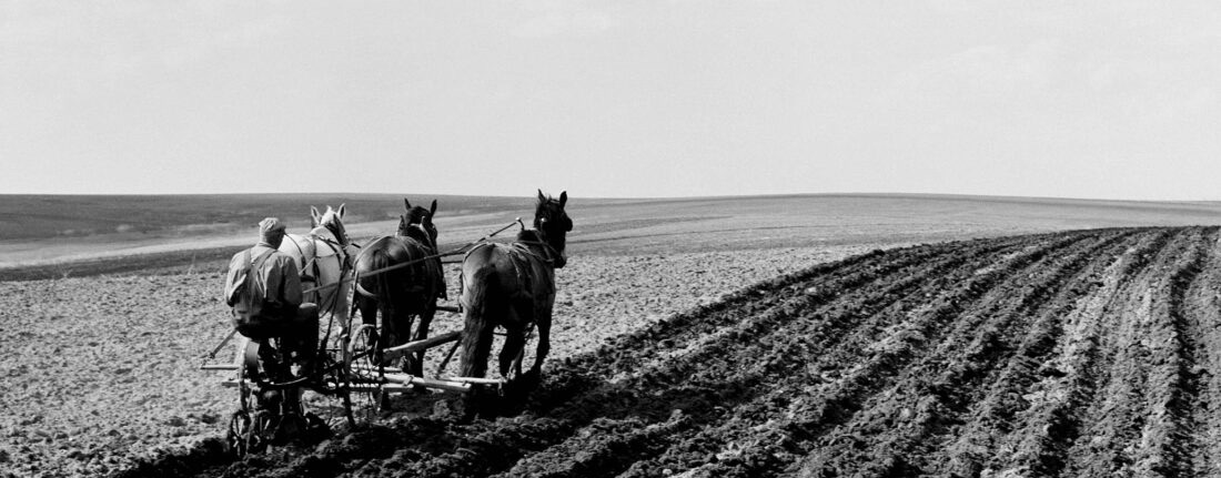 A team of three horses draw a plough, circa 1920. Furrows to the right, unbroken earth to the left.